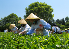花開疫散，與春同行——長沙縣2020年第六屆茶文化旅游節在湘豐茶業莊園盛大開幕