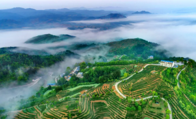 【全文】《中國茶產業十四五發展規劃建議（2021—2025）》發布