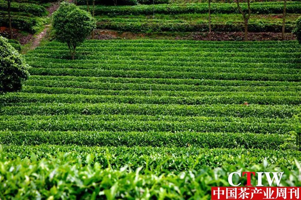 【湖南】長沙縣推動產業鏈升級——一片茶葉帶動三產融合